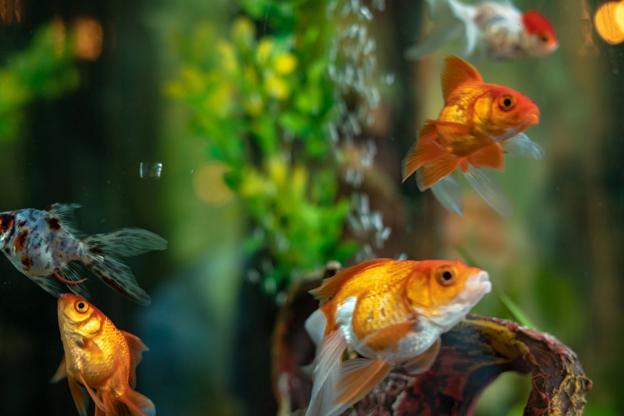 Pet gold fish in a tank. 