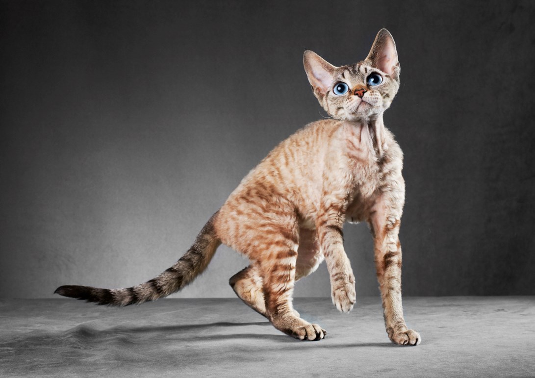 Cornish Rex