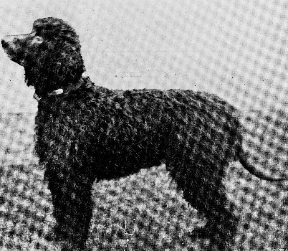 Irish Water Spaniel