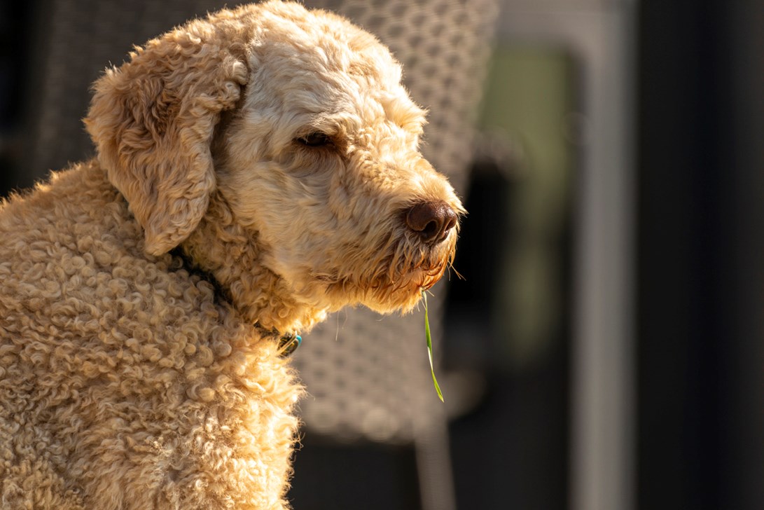 Lagotto Romagnolo