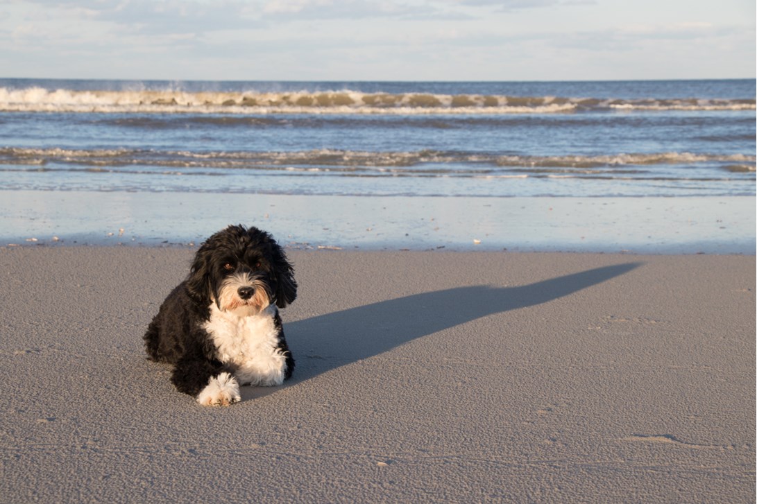 Portuguese Water Dog