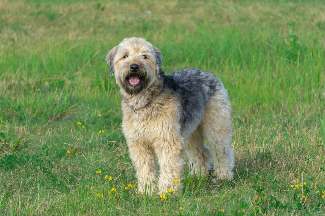 Soft Coated Wheaten Terrier