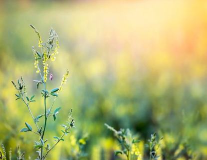 Pollen plant. 