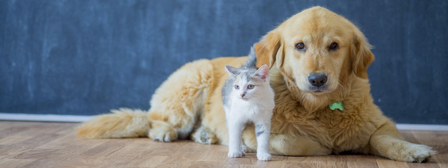 Puppy and kitten in a room