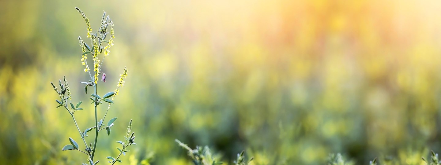 A pollen plant.