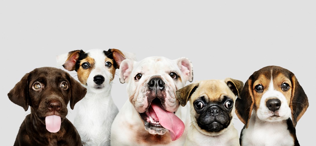 Five different breeds of dogs sitting next to each other.