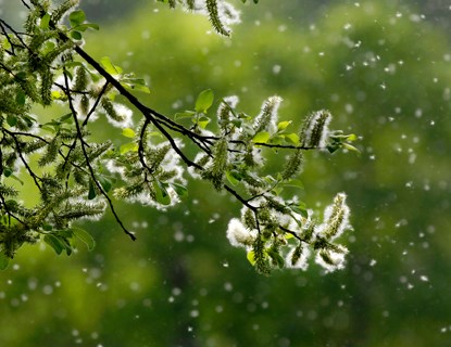 Pollen falling off a tree. 